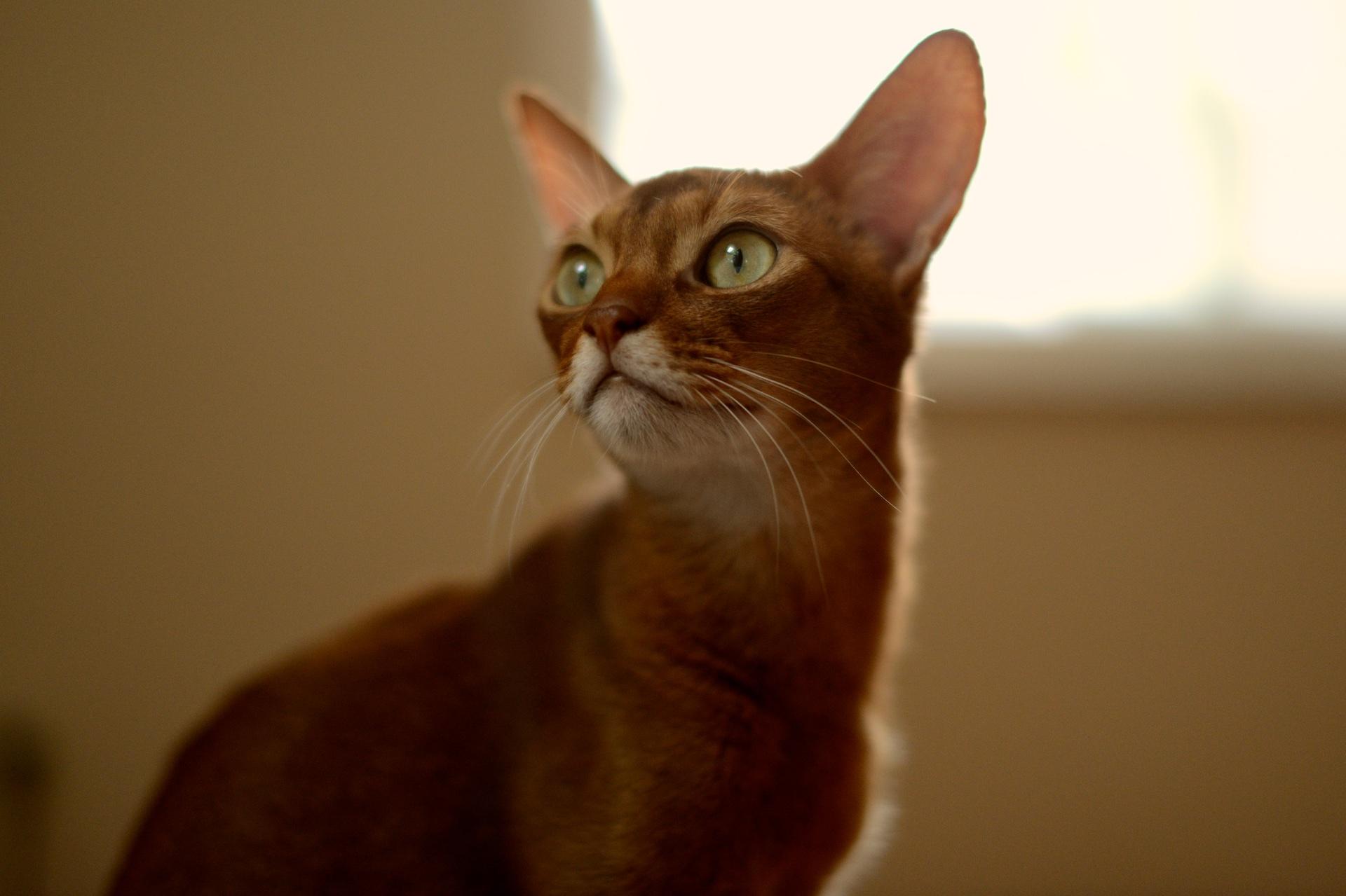 Gato